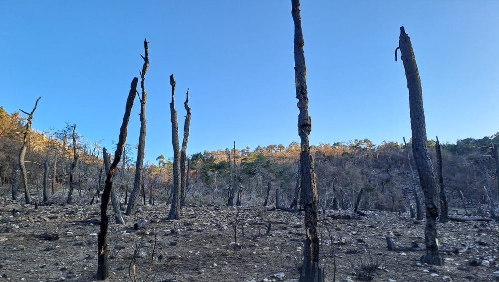Ο υπουργός καθυστερεί αδικαιολόγητα να προστατεύσει τις πυρόπληκτες περιοχές σε Έβρο και Ροδόπη από νέους αιολικούς σταθμούς!