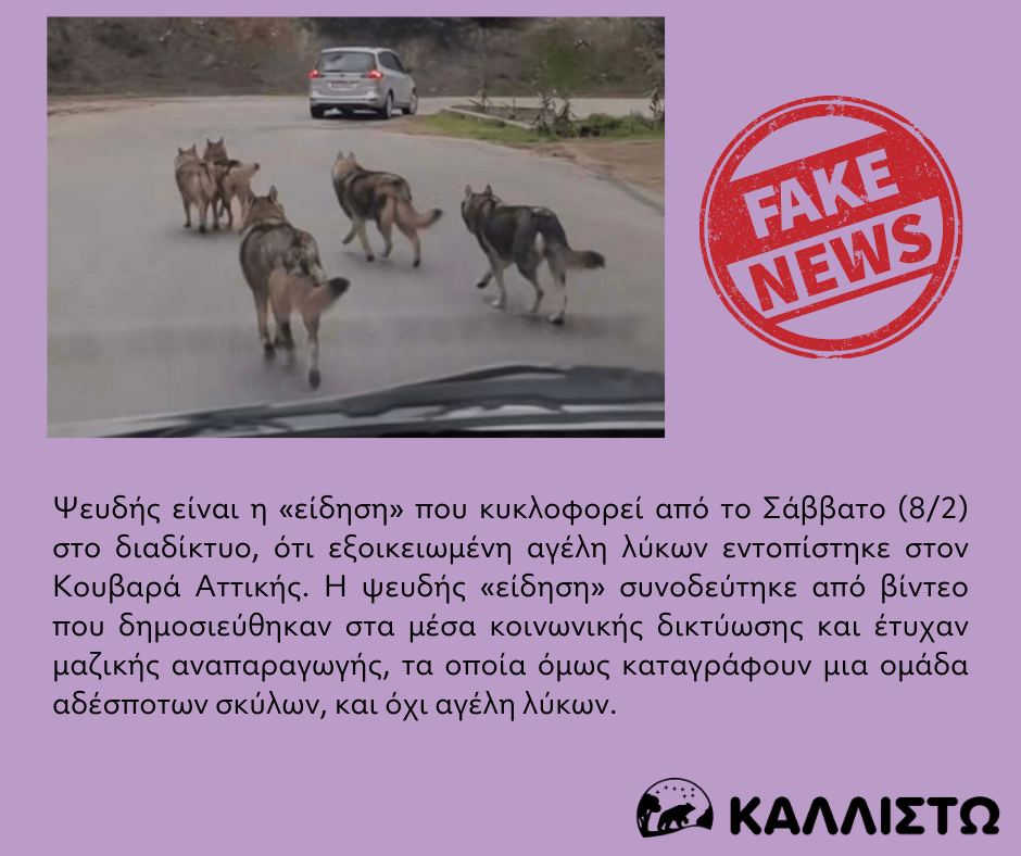 Ψευδής η «είδηση» για αγέλη λύκων στον Κουβαρά Αττικής
