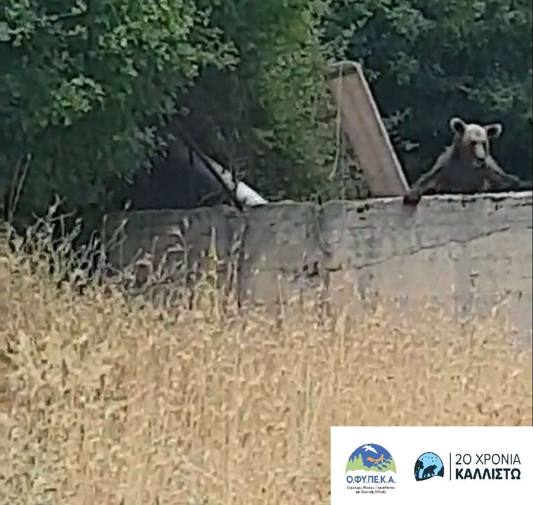 Απεγκλωβισμός νεαρής αρκούδας από ΟΦΥΠΕΚΑ, Καλλιστώ και Δασική Υπηρεσία
