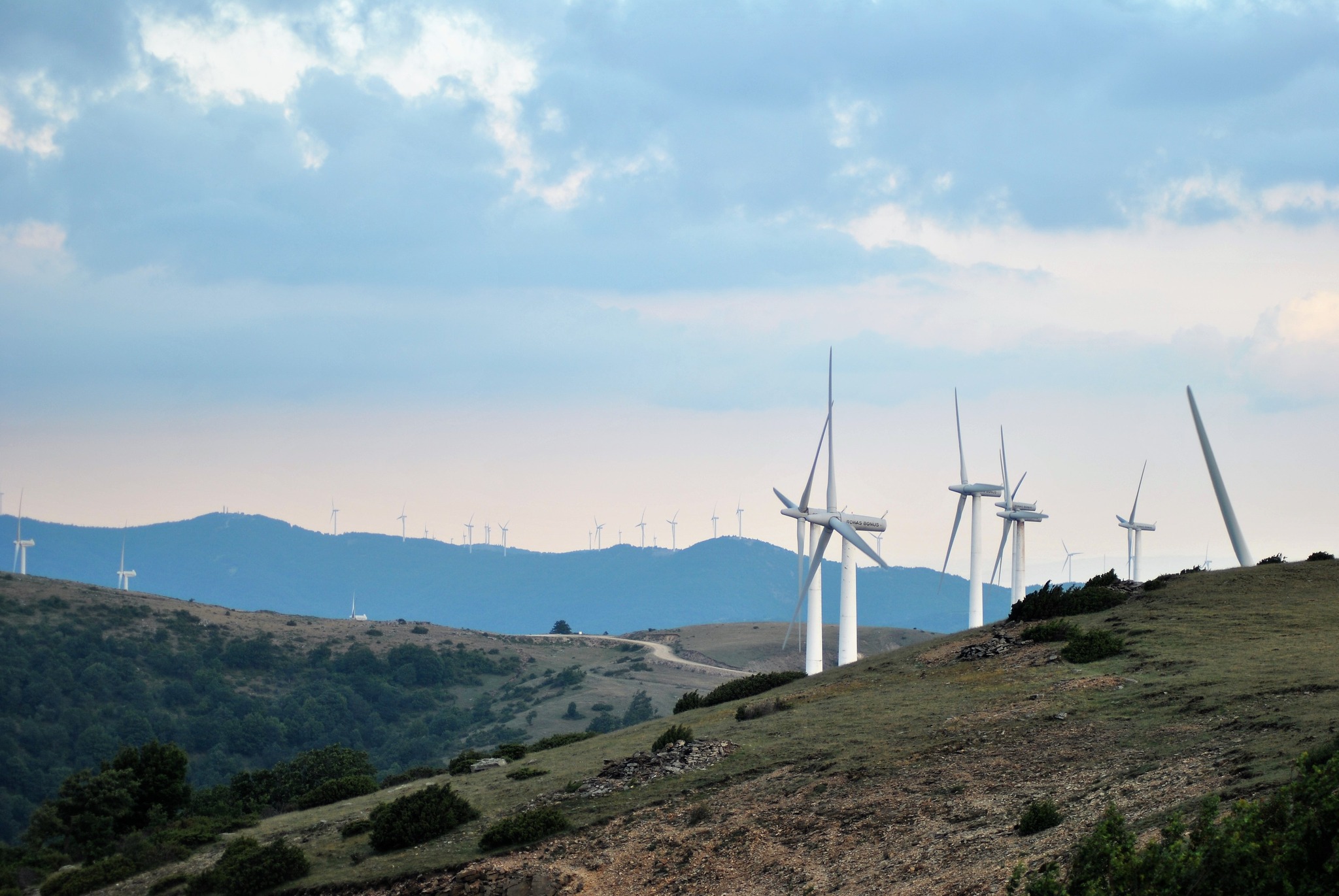 Κοινή ανακοίνωση εννέα περιβαλλοντικών οργανώσεων: Ακόμη χωρίς μέτρα προστασίας τα καμένα οικοσυστήματα στον Έβρο!