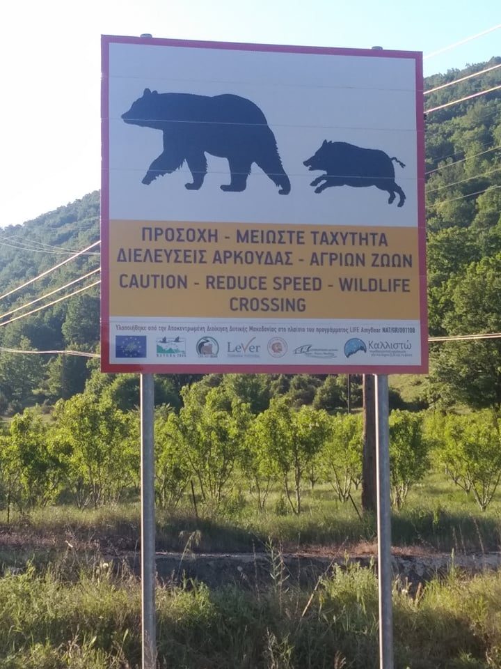 Τροχαίο με αρκούδα κοντά στο Αμμοχώρι Φλώρινας