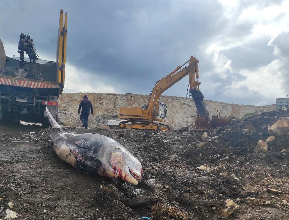 Η προστασία της άγριας ζωής και των ελληνικών θαλασσών στο προσκήνιο