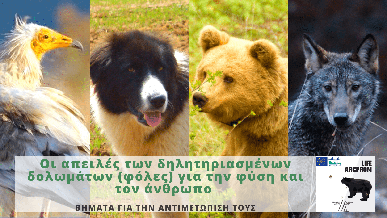 Επιτυχημένη διαδικτυακή εκδήλωση του LIFE ARCPROM για τις απειλές από τα δηλητηριασμένα δολώματα (φόλες)